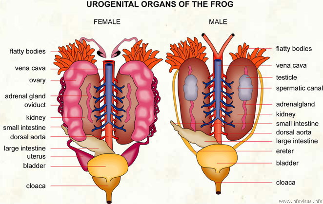 Urogenital organs of the frog